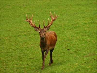 Kapitaler Hirsch im Gersfelder Wildpark
