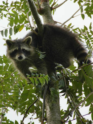 Waschbär
